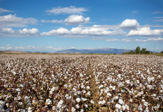 YoungYarn's Cotton Story: organic versus regular cotton